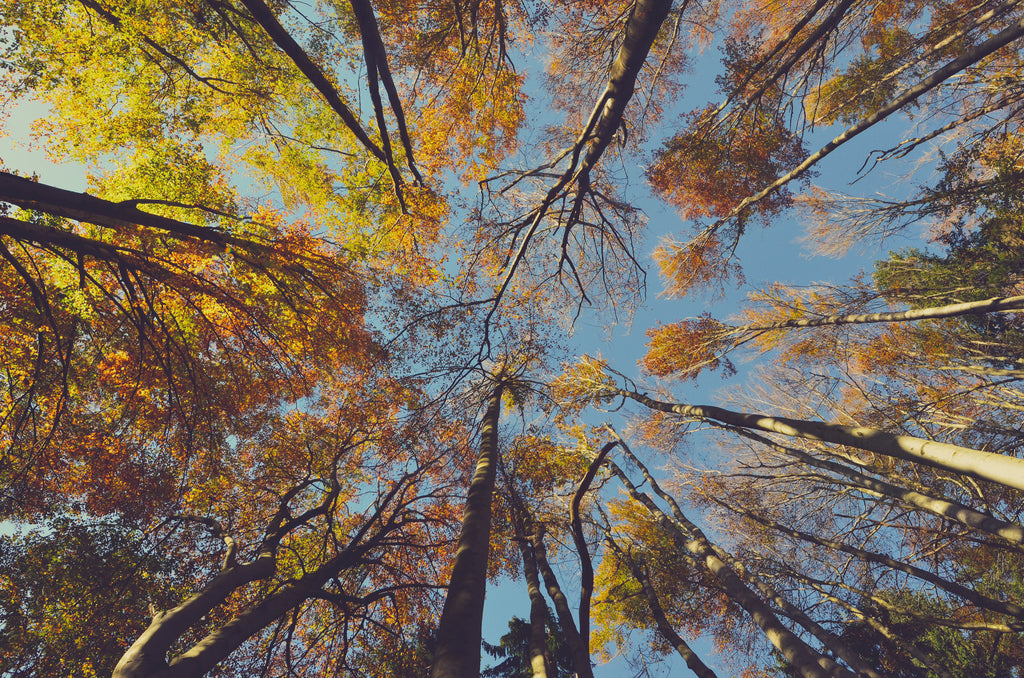 How many trees are in your couch?
